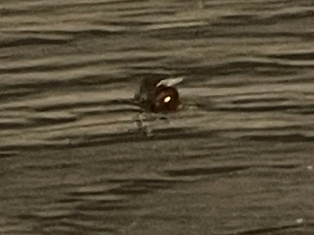 MY HOME Hotel Lamm Rottweil主图