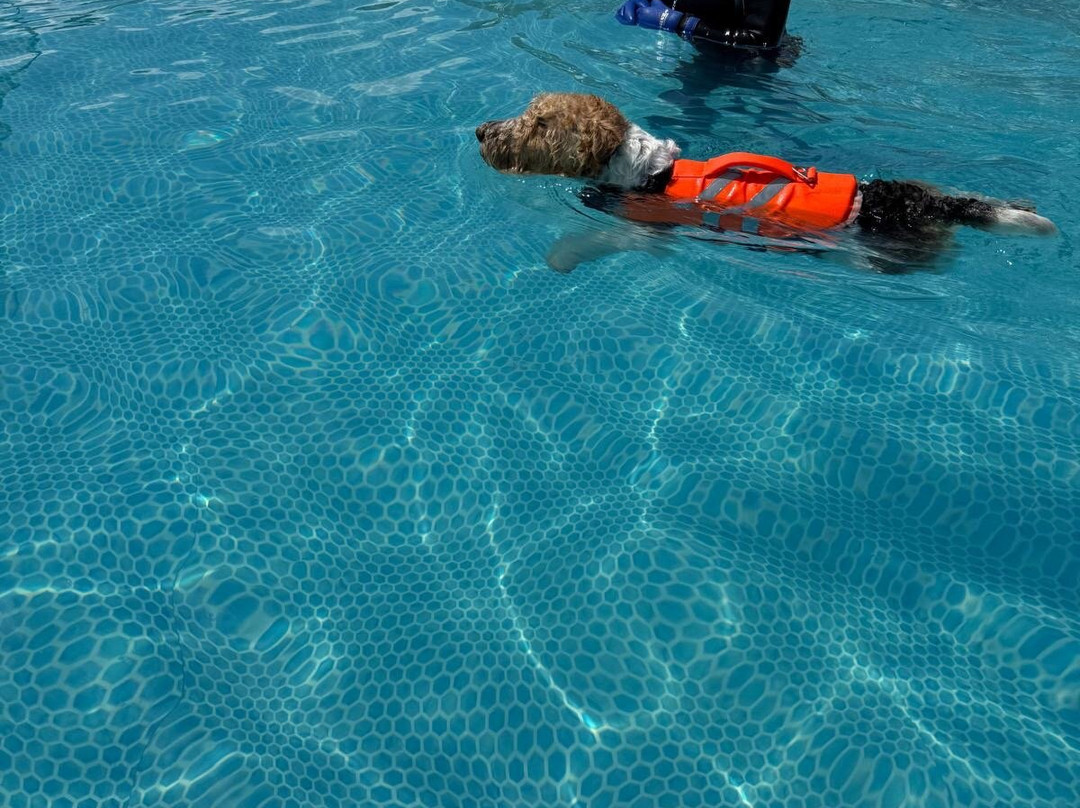 Swim Dog-纽奎必去景点