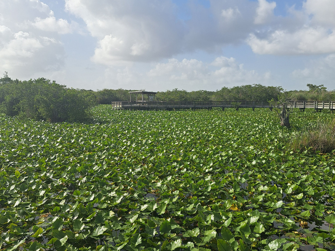 大沼泽地步道-大沼泽国家公园必去景点