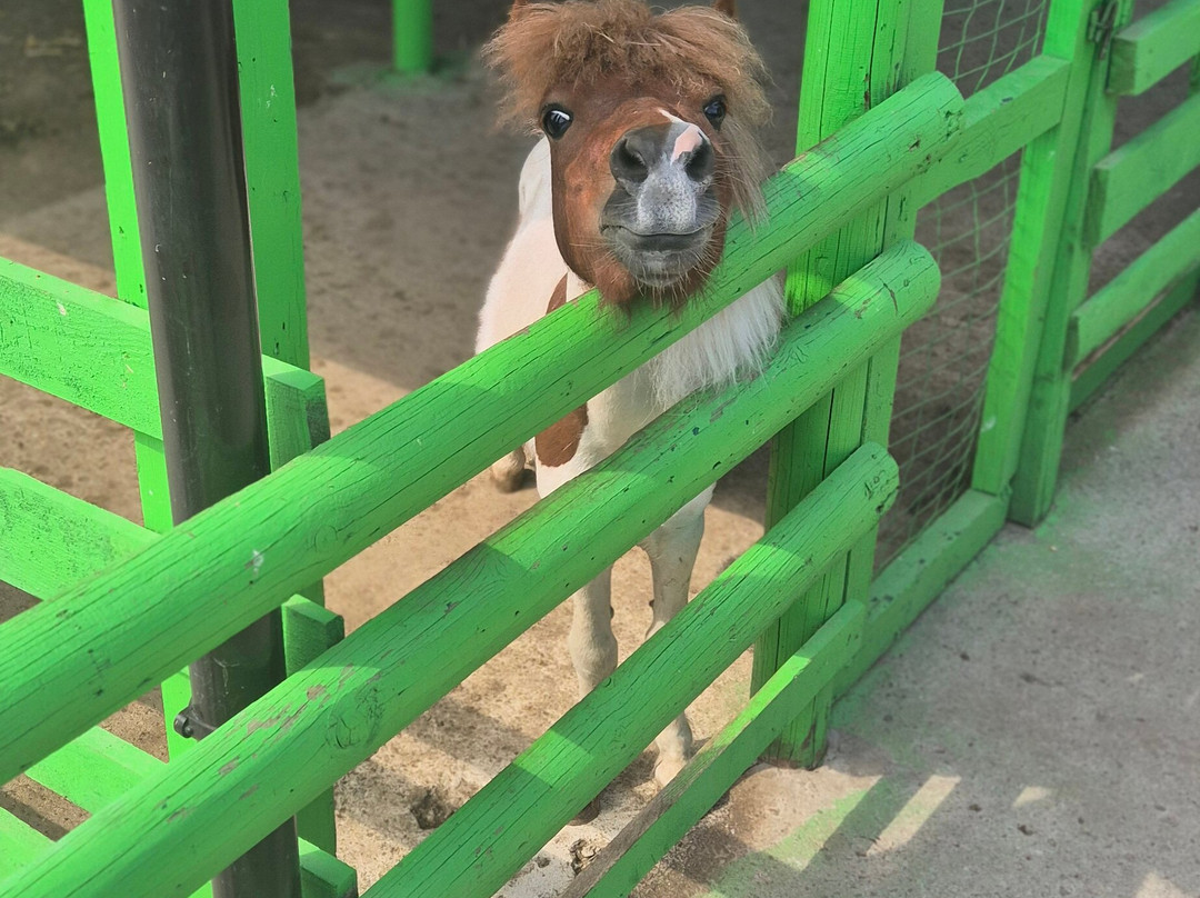 Camel Park Sunny Beach-拉夫达必去景点