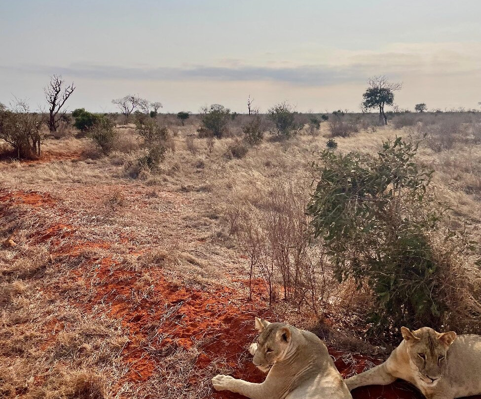 Msherembe Safaris And Travel-Voi必去景点