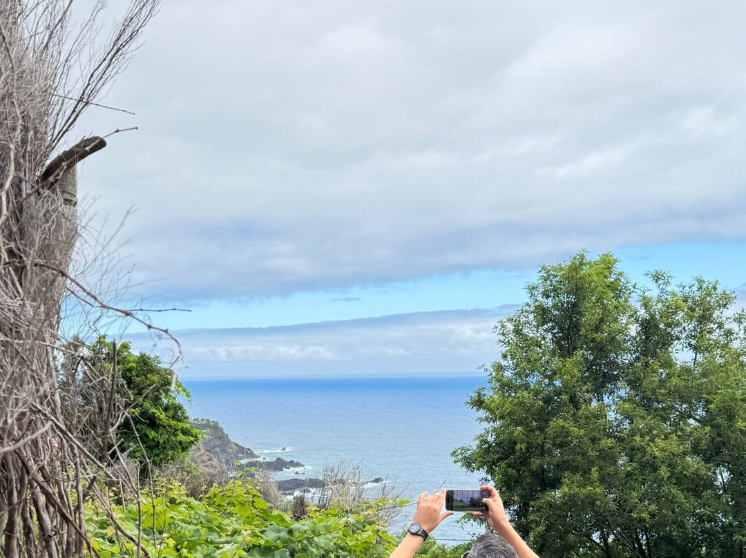 Vinha Do Véu Da Noiva