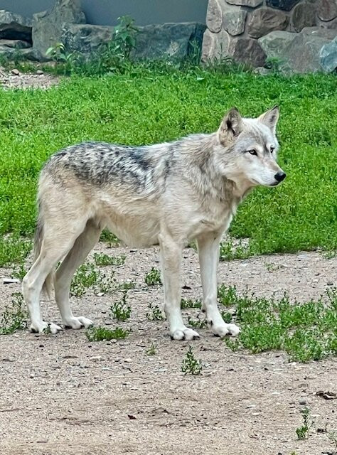 International Wolf Center-伊利必去景点