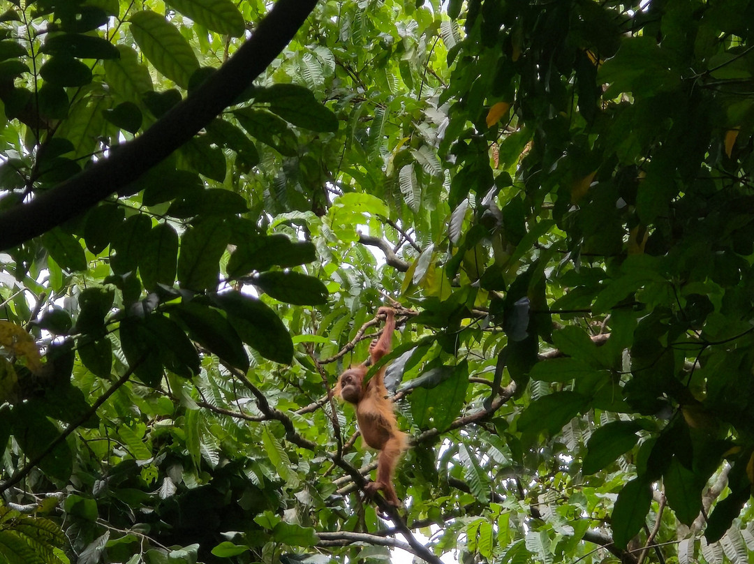 Rudy Ketambe Sumatra Jungle Trekking-Ketambe必去景点