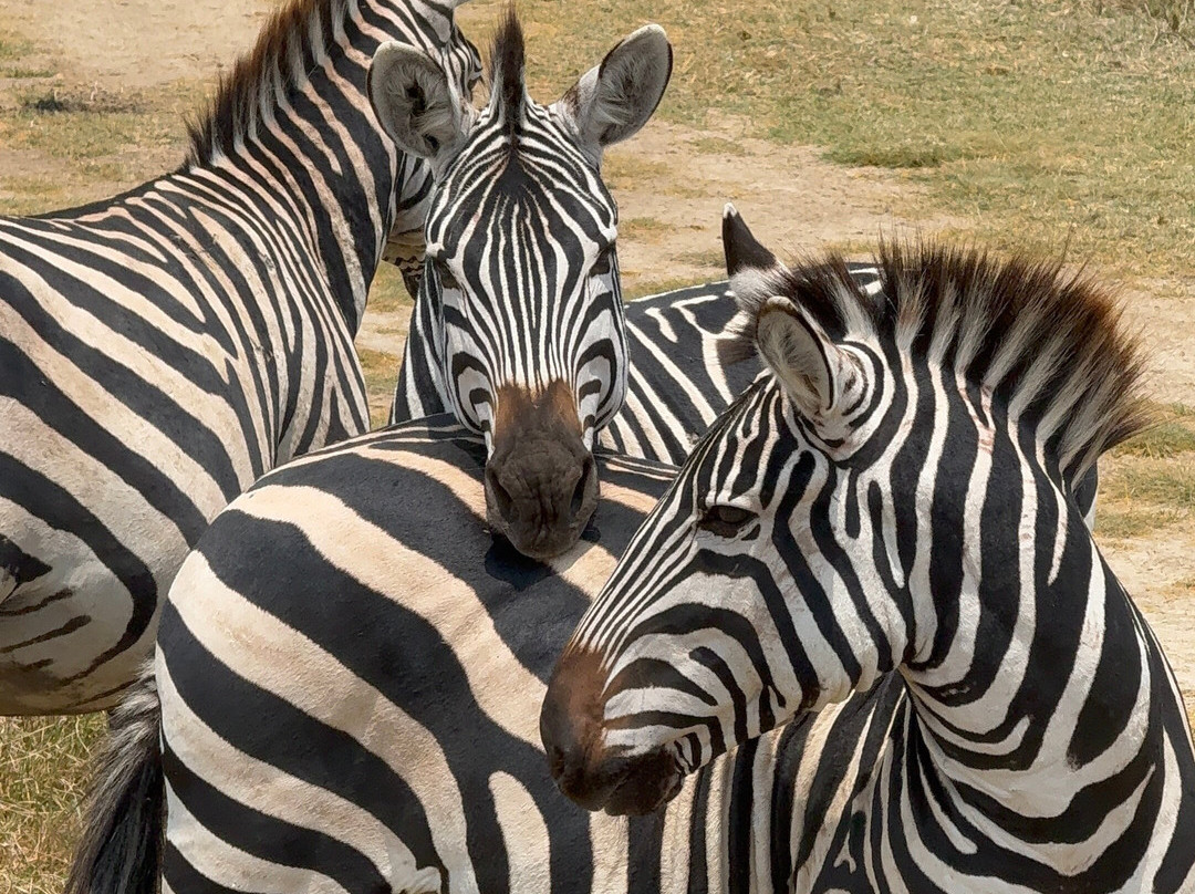 Taswira Africa Safaris-阿鲁沙必去景点
