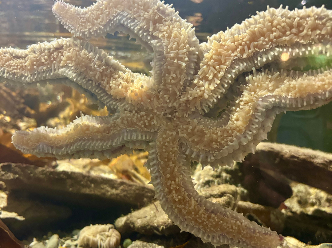 Ilfracombe Aquarium-伊尔弗勒科姆必去景点