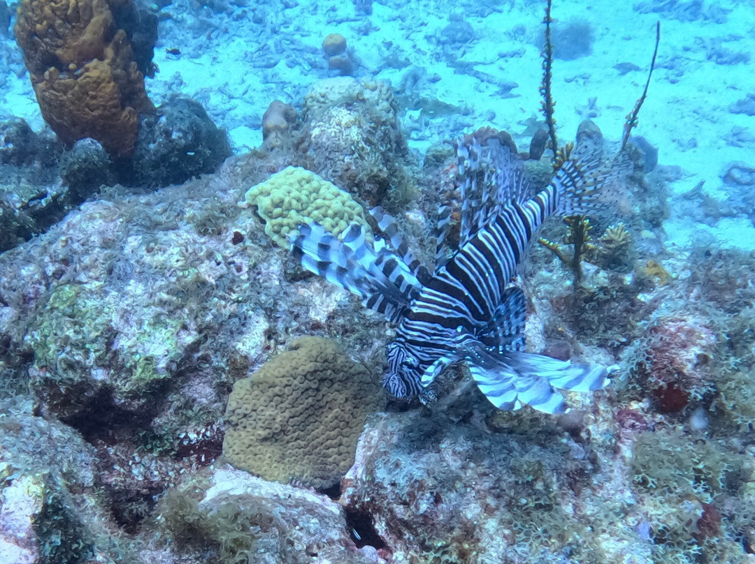 Atlantis Formation-Bouillante必去景点