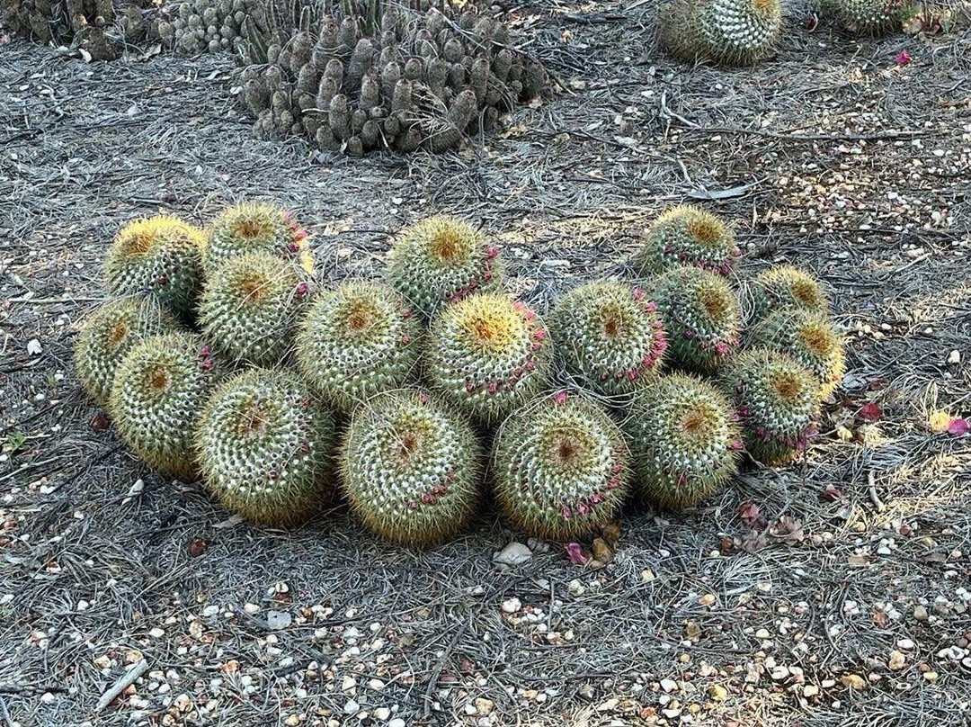 Bevans Black Opal & Cactus Nursery-Lightning Ridge必去景点