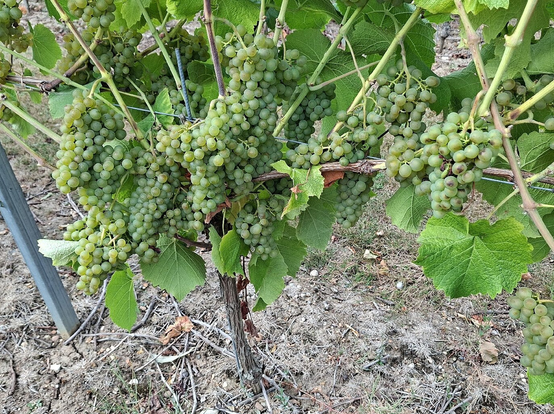 Mersea Island Vineyard-Mersea Island必去景点