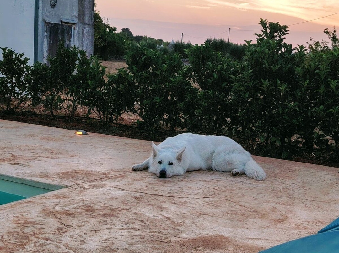 Il Trullo dei Ricordi主图