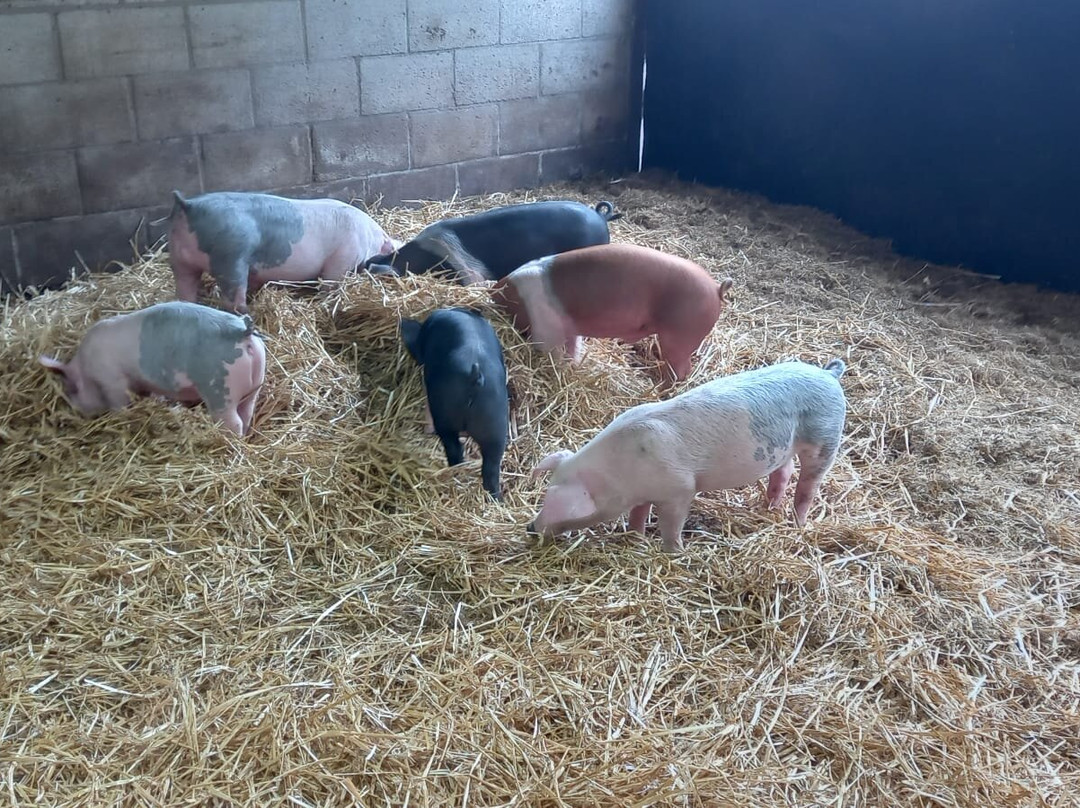 Playdale Farm Park-斯卡伯勒必去景点