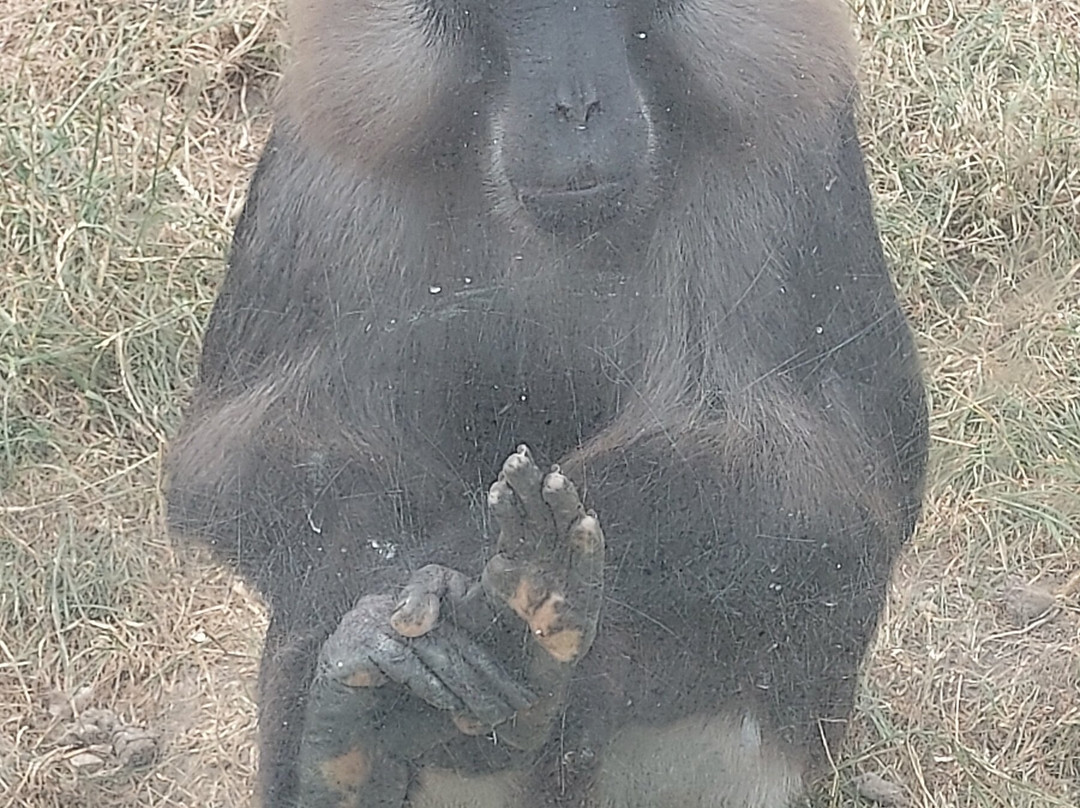 Zoo De Thoiry-Thoiry必去景点