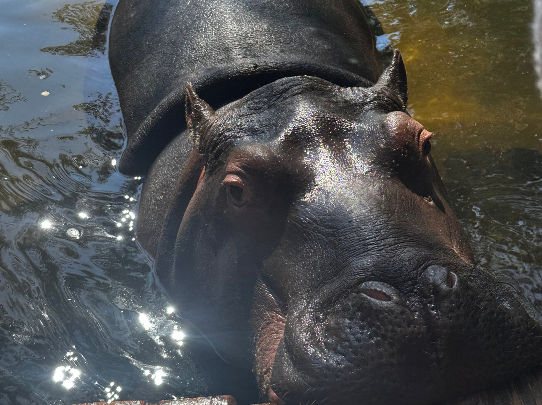 Hippo Jessica-霍德斯普鲁特必去景点