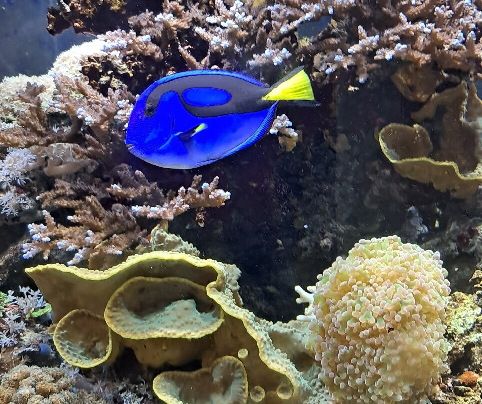 Aquarium Oniria-卡内鲁西永必去景点