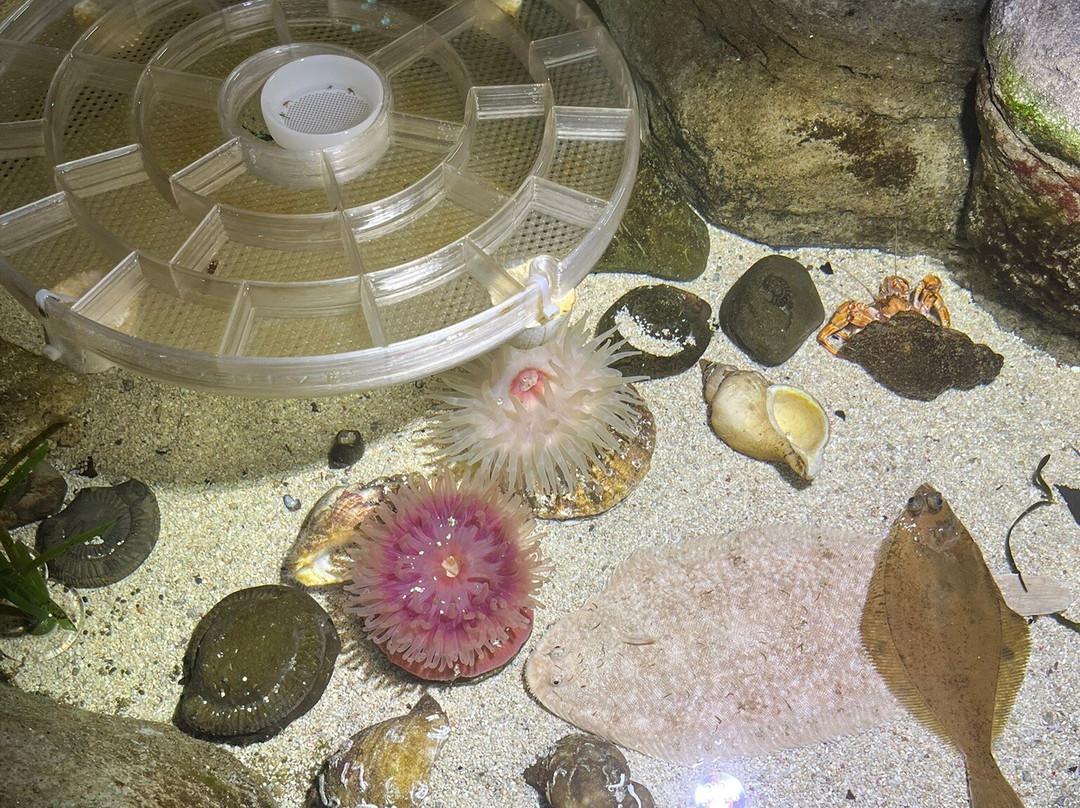 Marine Discovery Centre & Whitby Lobster Hatchery-惠特比必去景点