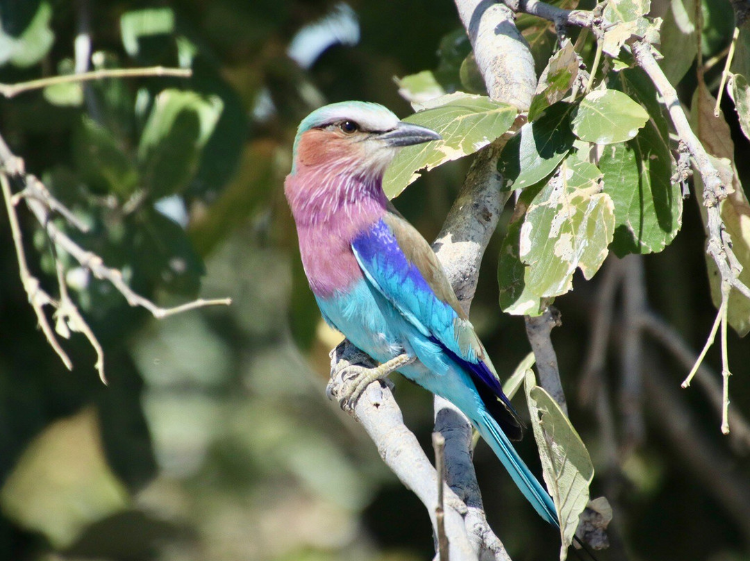 Moremi Wildlife Reserve-莫雷米野生动物保护区必去景点