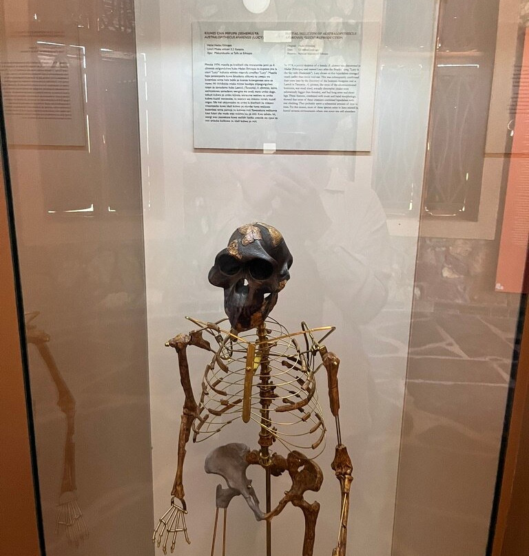 Olduvai Gorge Museum-恩戈罗恩戈罗保护区必去景点