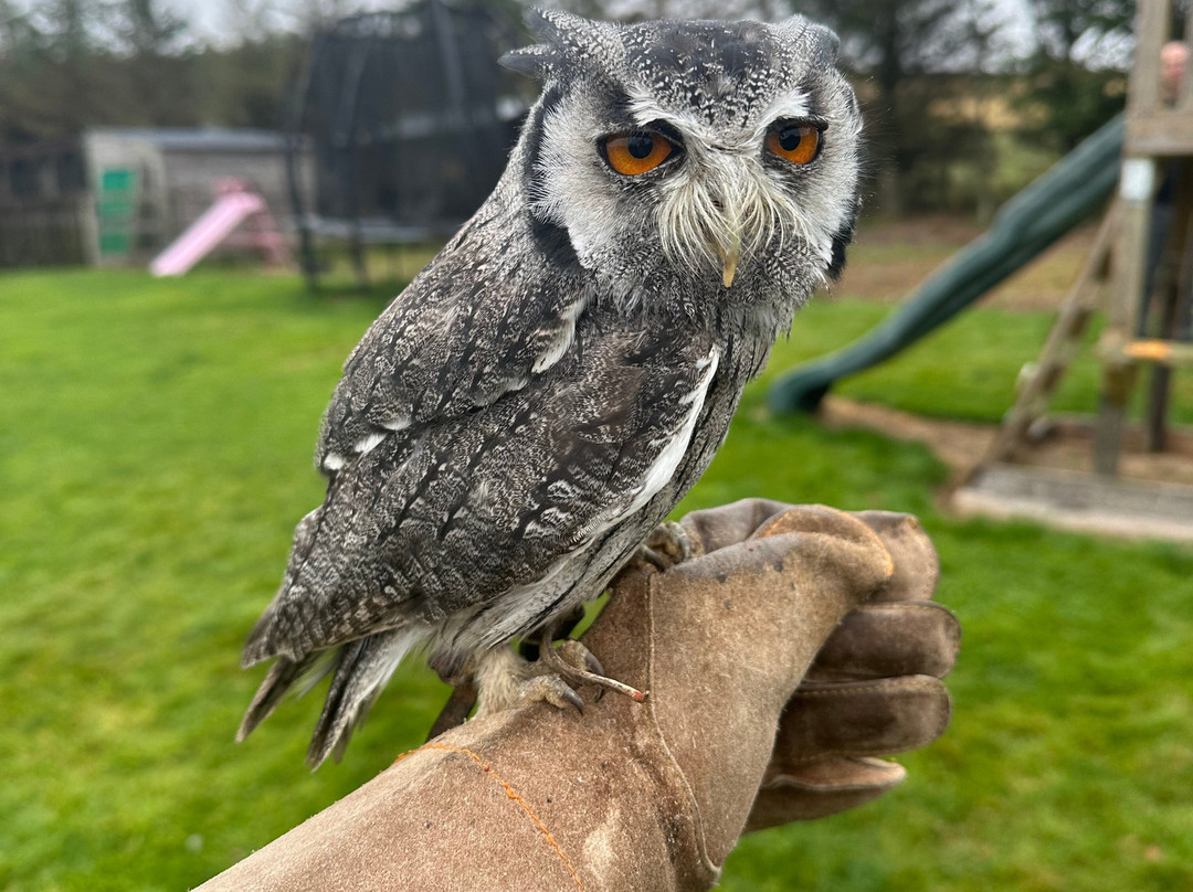 Speyside Falconry-Mulben必去景点