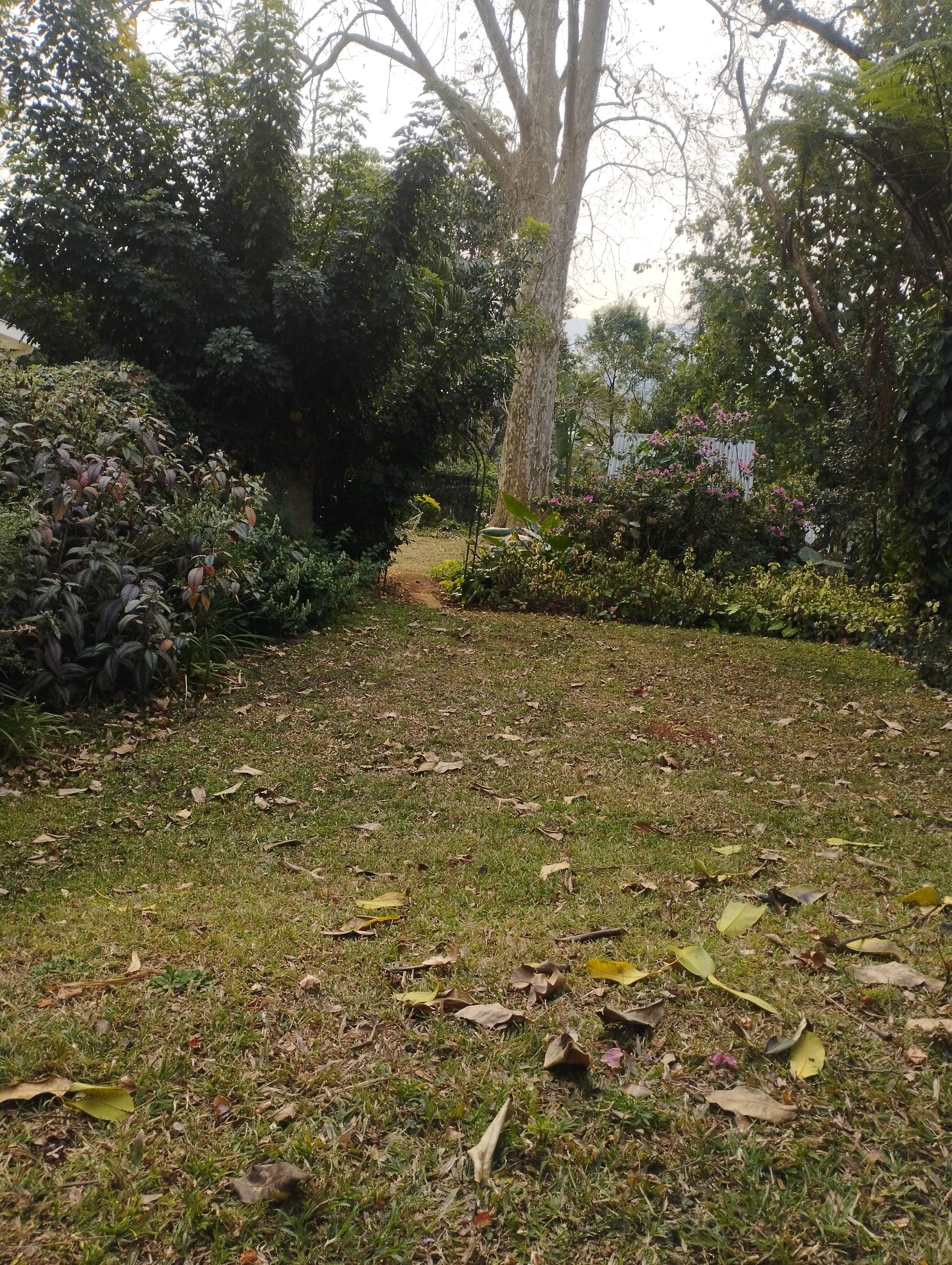 A Garden Suite-官方