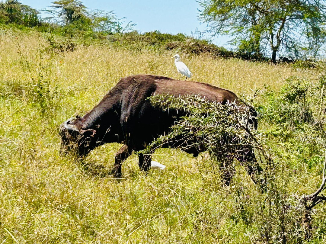 Joseph  Parsae-Amboseli Eco-system必去景点