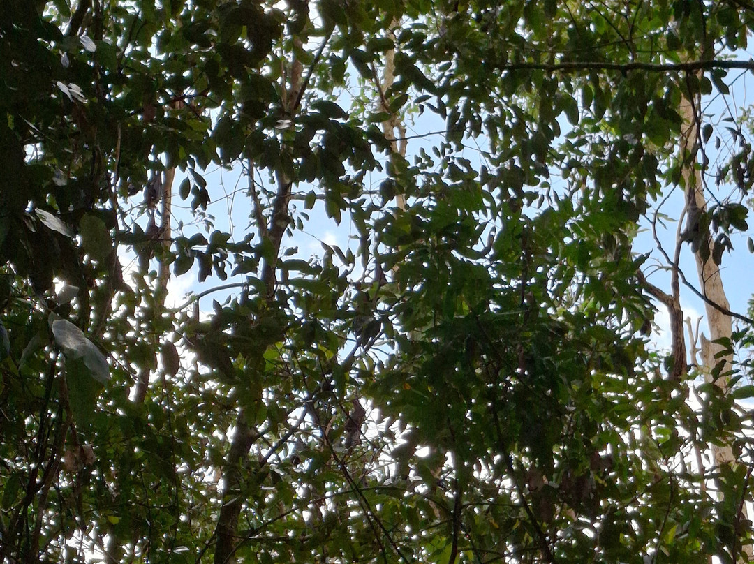 Forest Flying-Finch Hatton必去景点