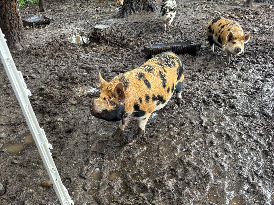 Springs Farm Guesthouse主图