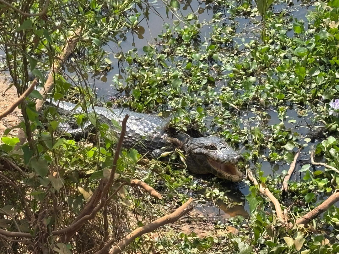 Jabiru Tour-Cuiaba必去景点