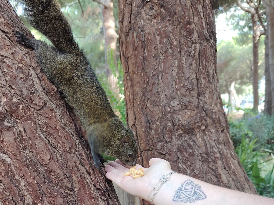 Parc de la Pinède-若安乐松必去景点