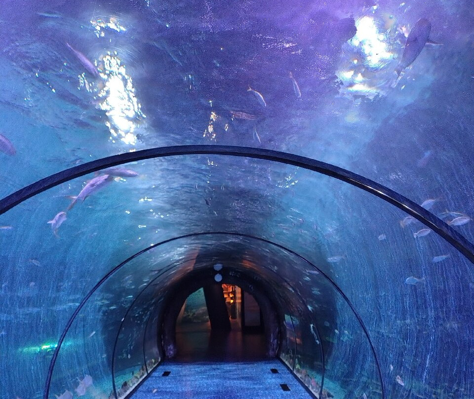 The National Aquarium Abu Dhabi-阿布扎比必去景点