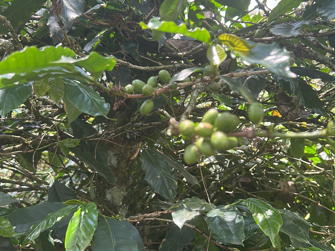 Ocaso Cafe Tour-萨伦托必去景点