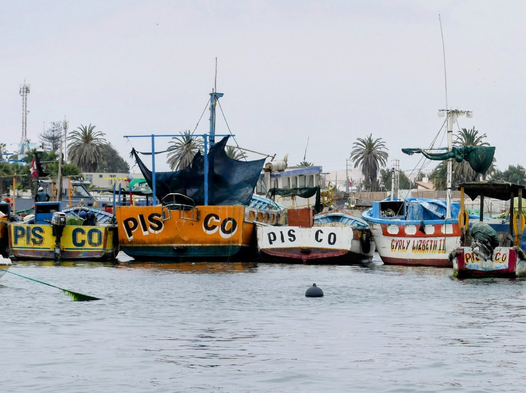 Ballestas Islands-皮斯科必去景点