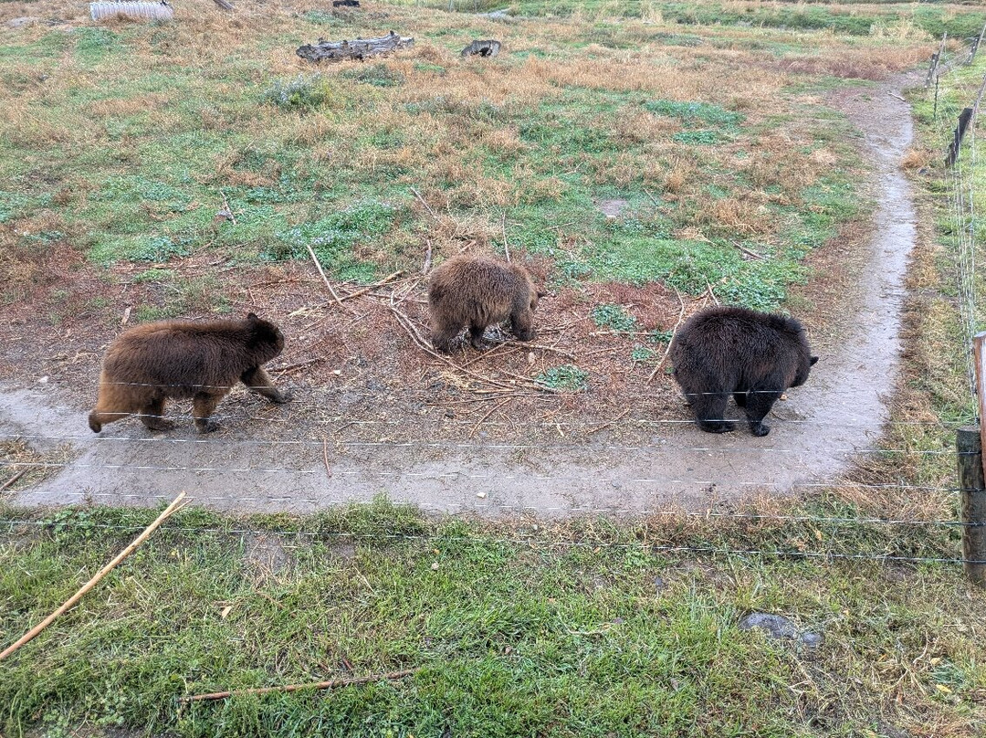 黄石公园熊世界-雷克斯堡必去景点