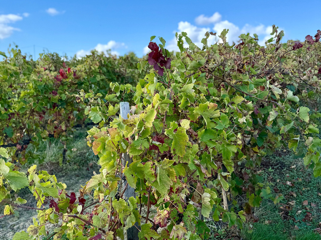 Domaine de La Higuere , Vignobles Esquiro-Mirepoix必去景点