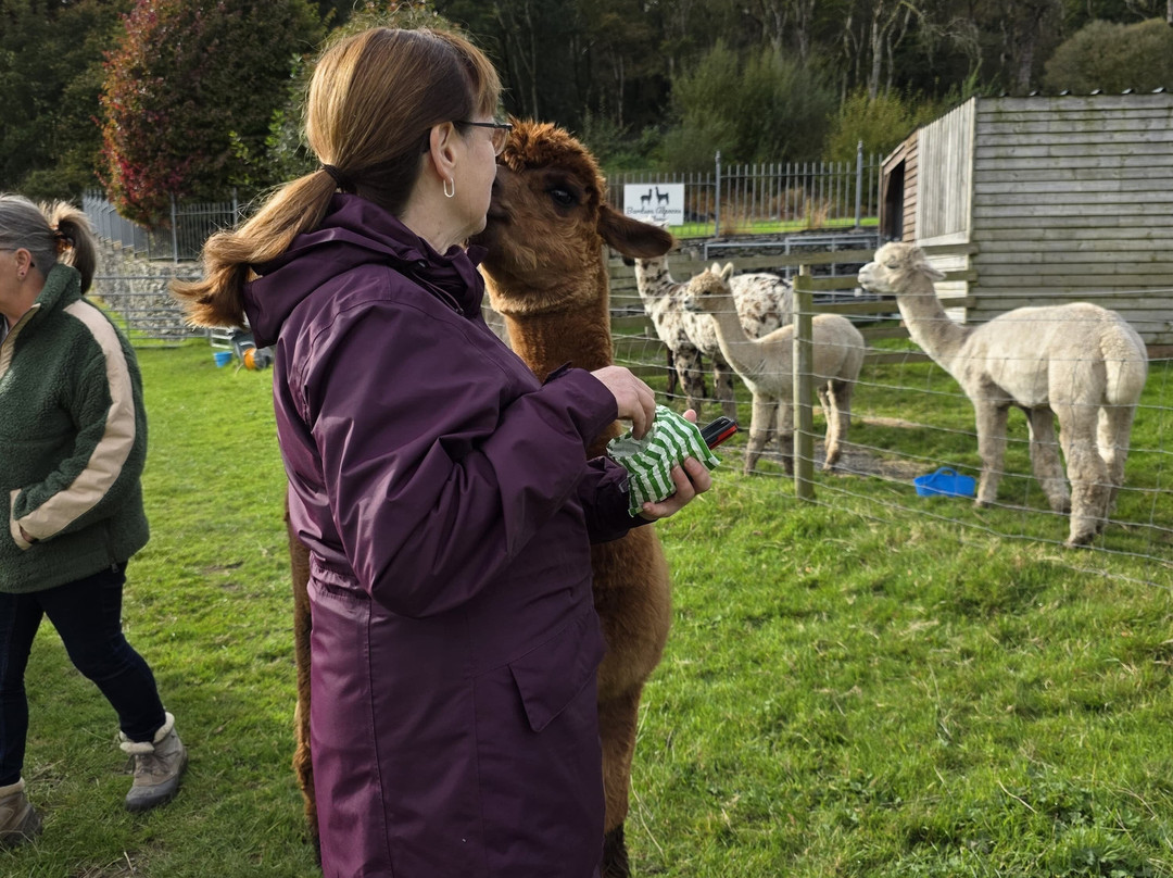 Bardsea Alpacas And Llamas-Bardsea必去景点