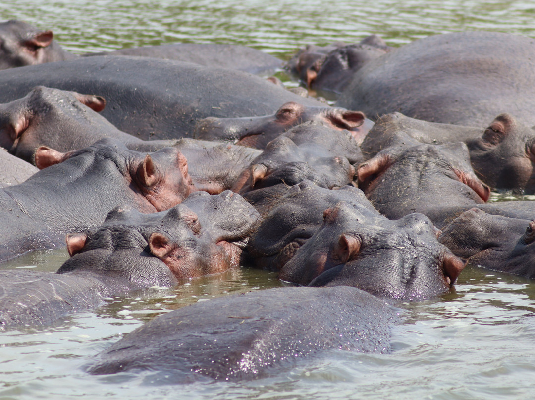 Gorillas and Wildlife Safaris-布恩迪难以穿越的国家公园必去景点