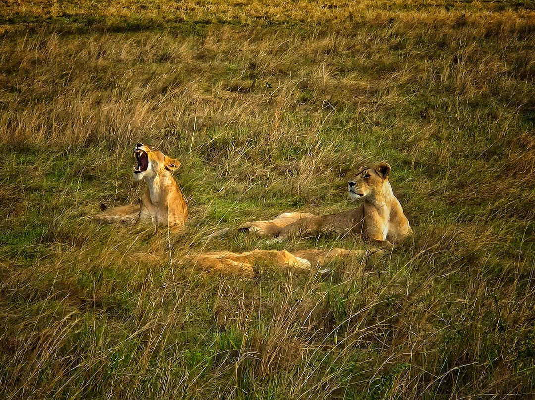 Shanjoy Tours and Safaris-Kikuyu必去景点