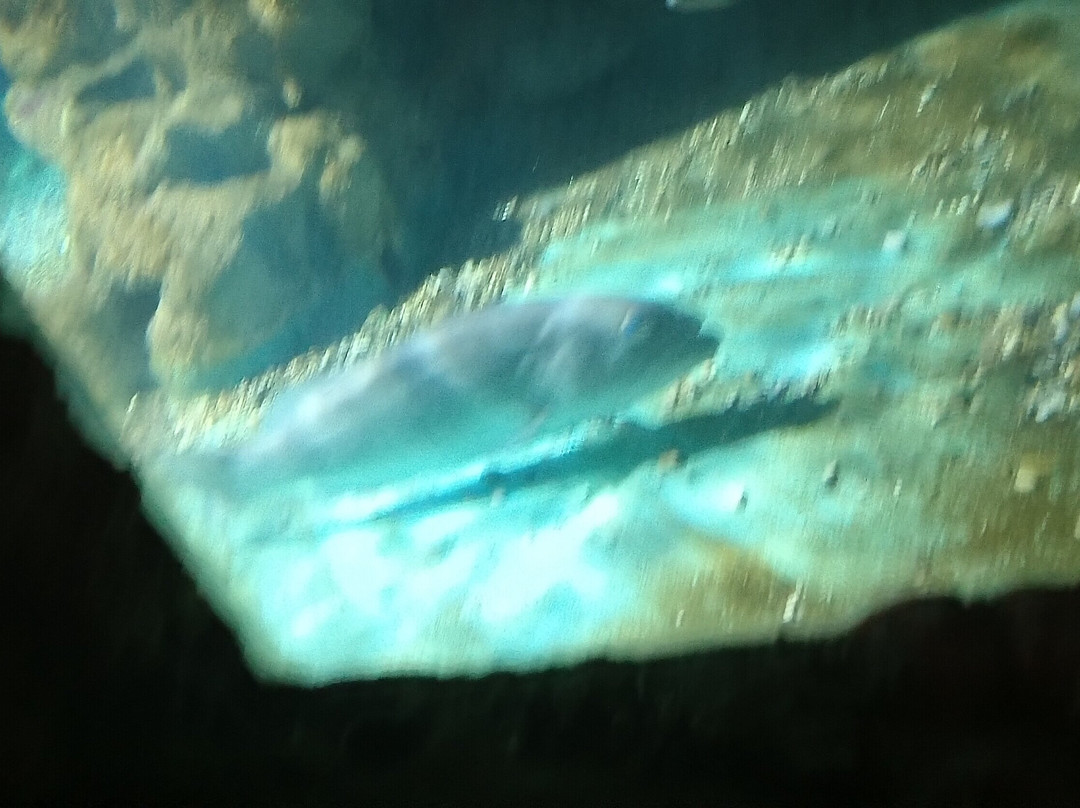 Aquarium Of Faliraki (Aquaworld)-Faliraki必去景点