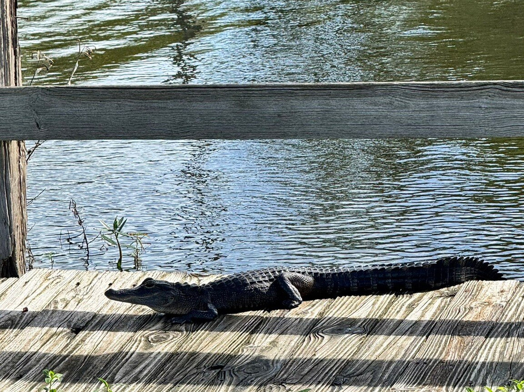 Black Hammock Adventures-Oviedo必去景点