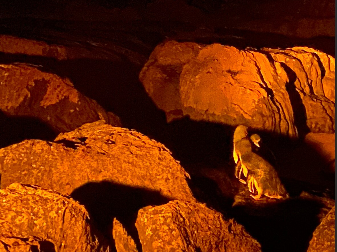 Low Head Penguin Tours-Low Head必去景点