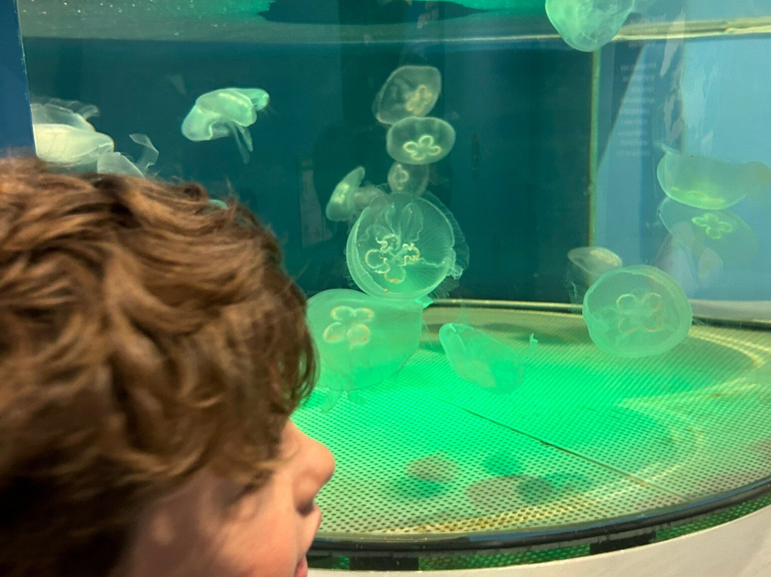 National Mississippi River Museum & Aquarium-迪比克必去景点