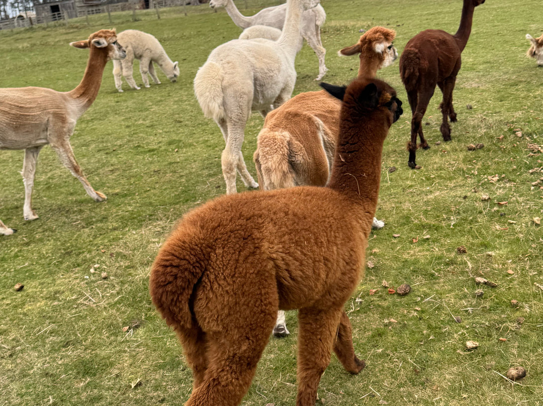 John Muir Alpacas-Dunbar必去景点