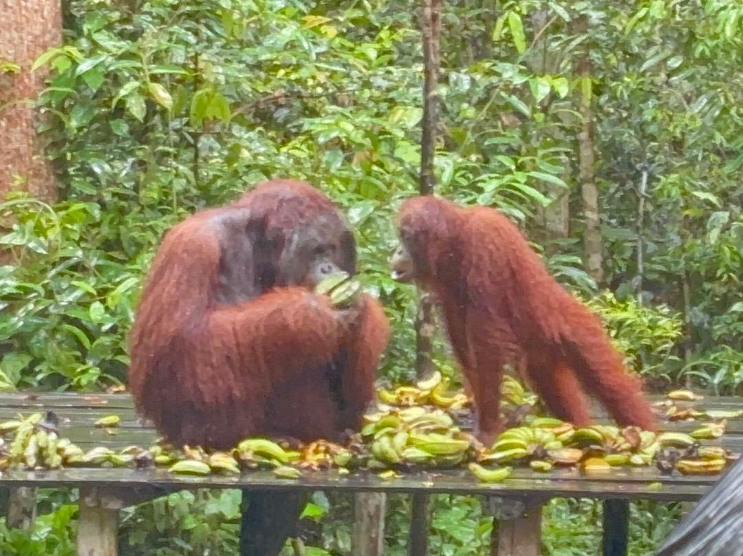 Sister Tour-Pangkalan Bun必去景点
