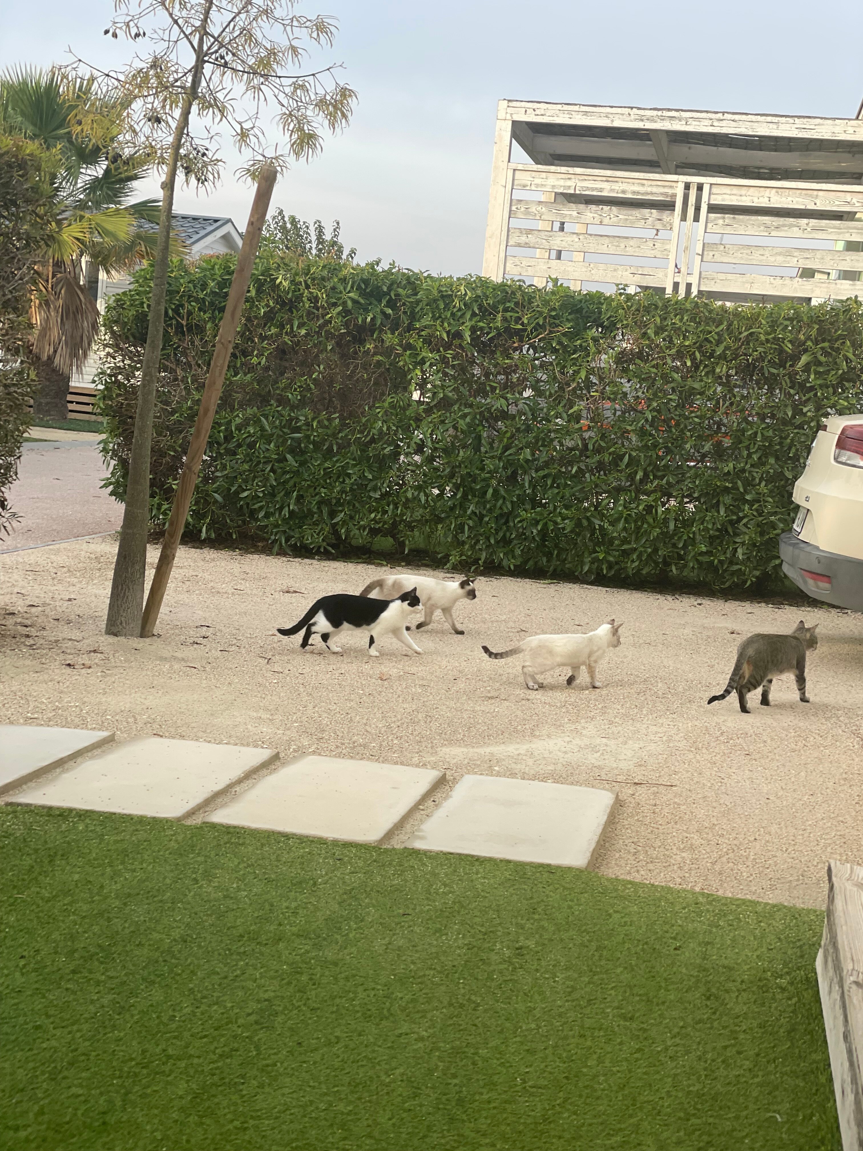 Alannia Costa Blanca-官方