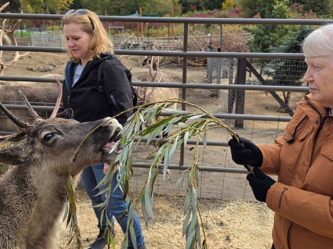 Leavenworth Reindeer Farm-莱文沃思必去景点