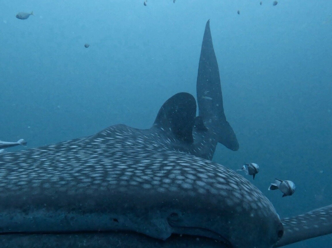 Adelaar Liveaboard-Serangan必去景点
