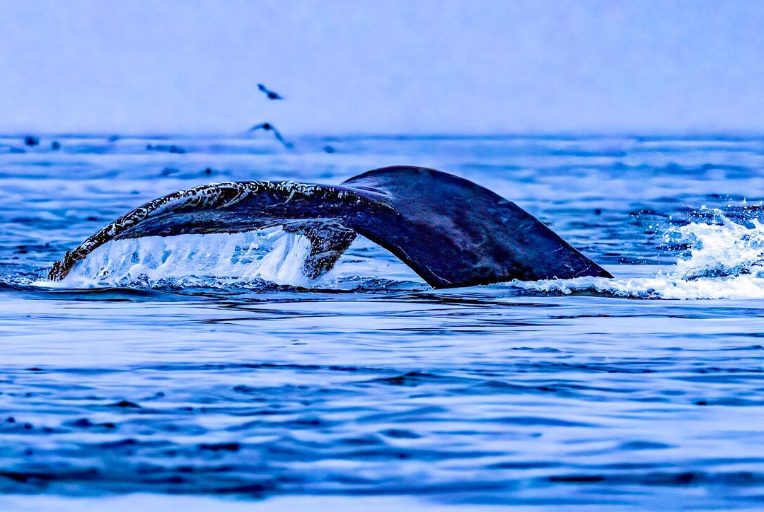 Tide Rip Grizzly Tours-Telegraph Cove必去景点