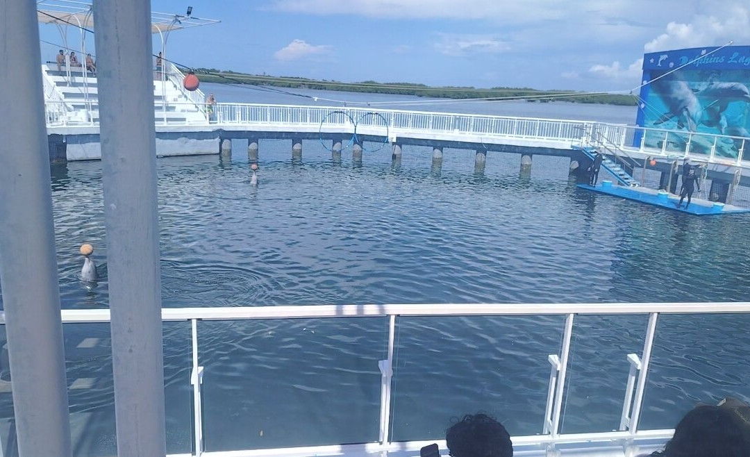 Delfinario en Cayo Santa Maria-圣玛丽亚岛必去景点