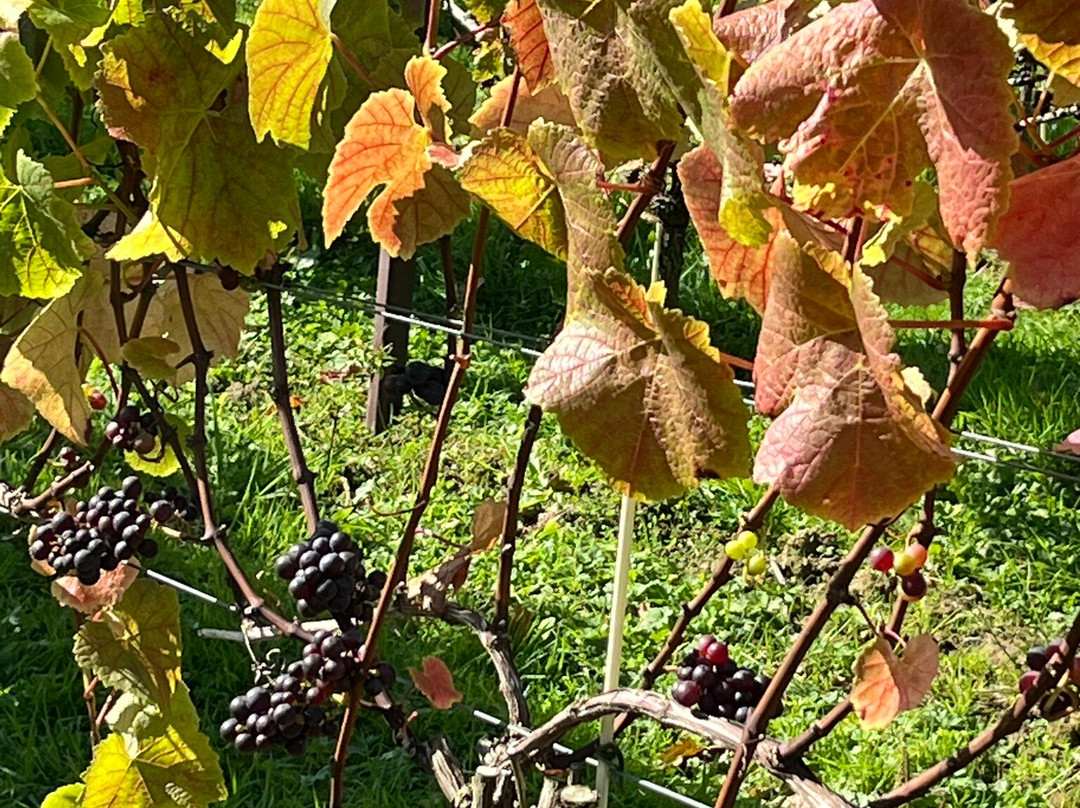 Velfrey Vineyard-Lampeter Velfrey必去景点