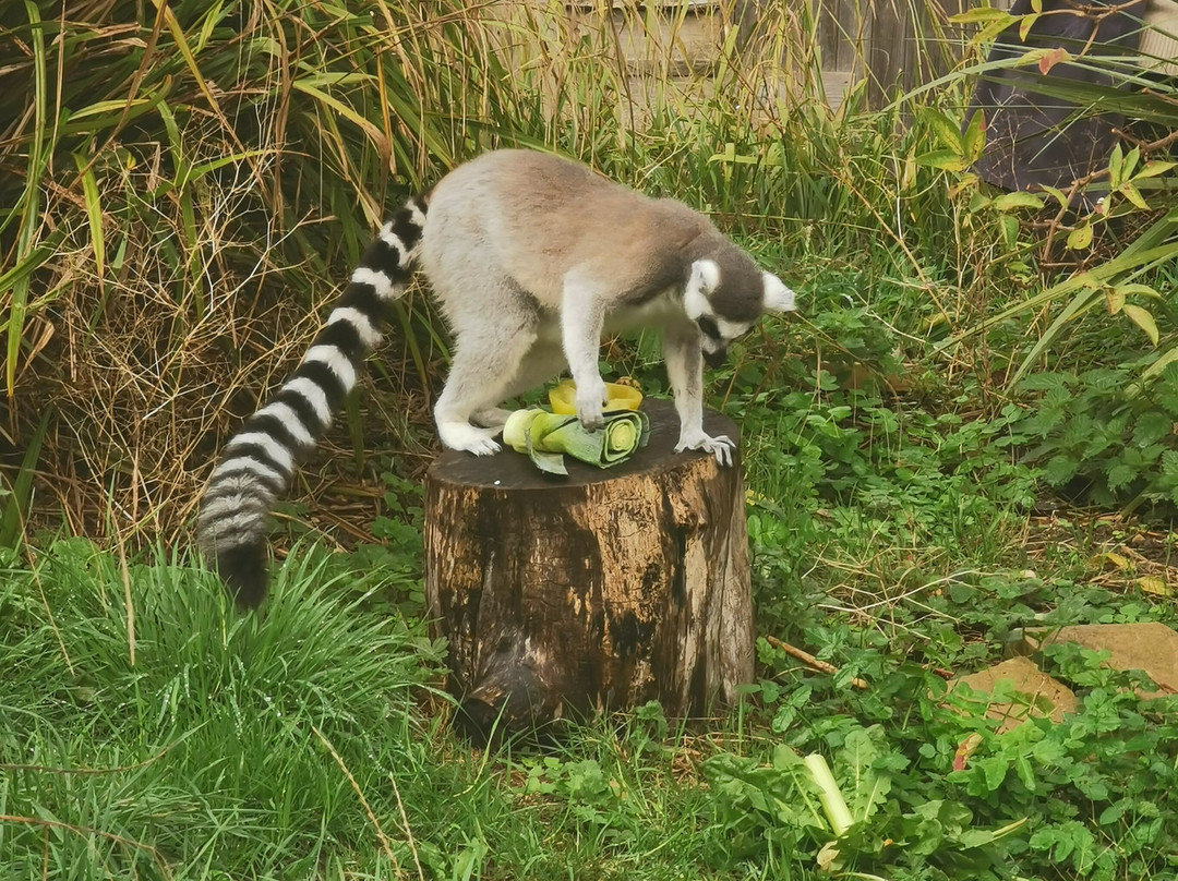 Bristol Zoo Project-Easter Compton必去景点