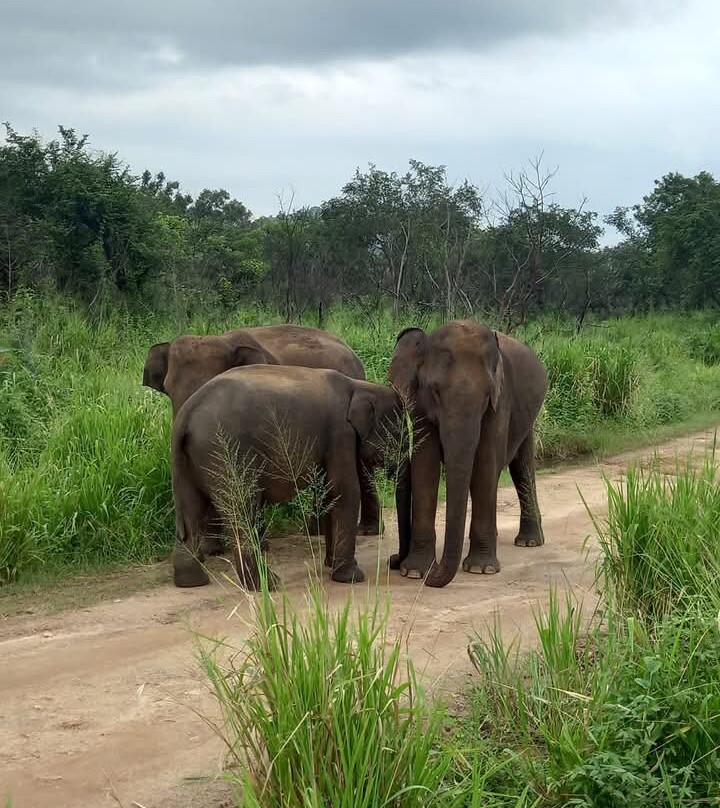 Ceylon Special Jeep Safari-哈巴拉娜必去景点